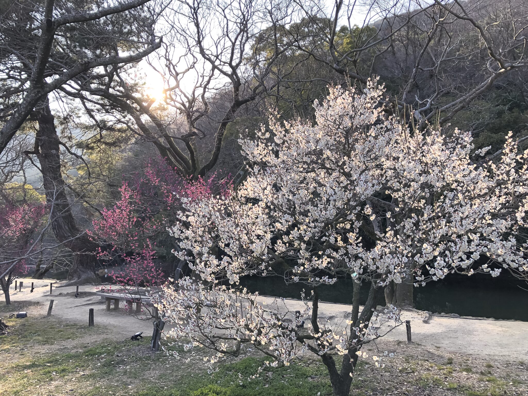 栗林公園 光と梅