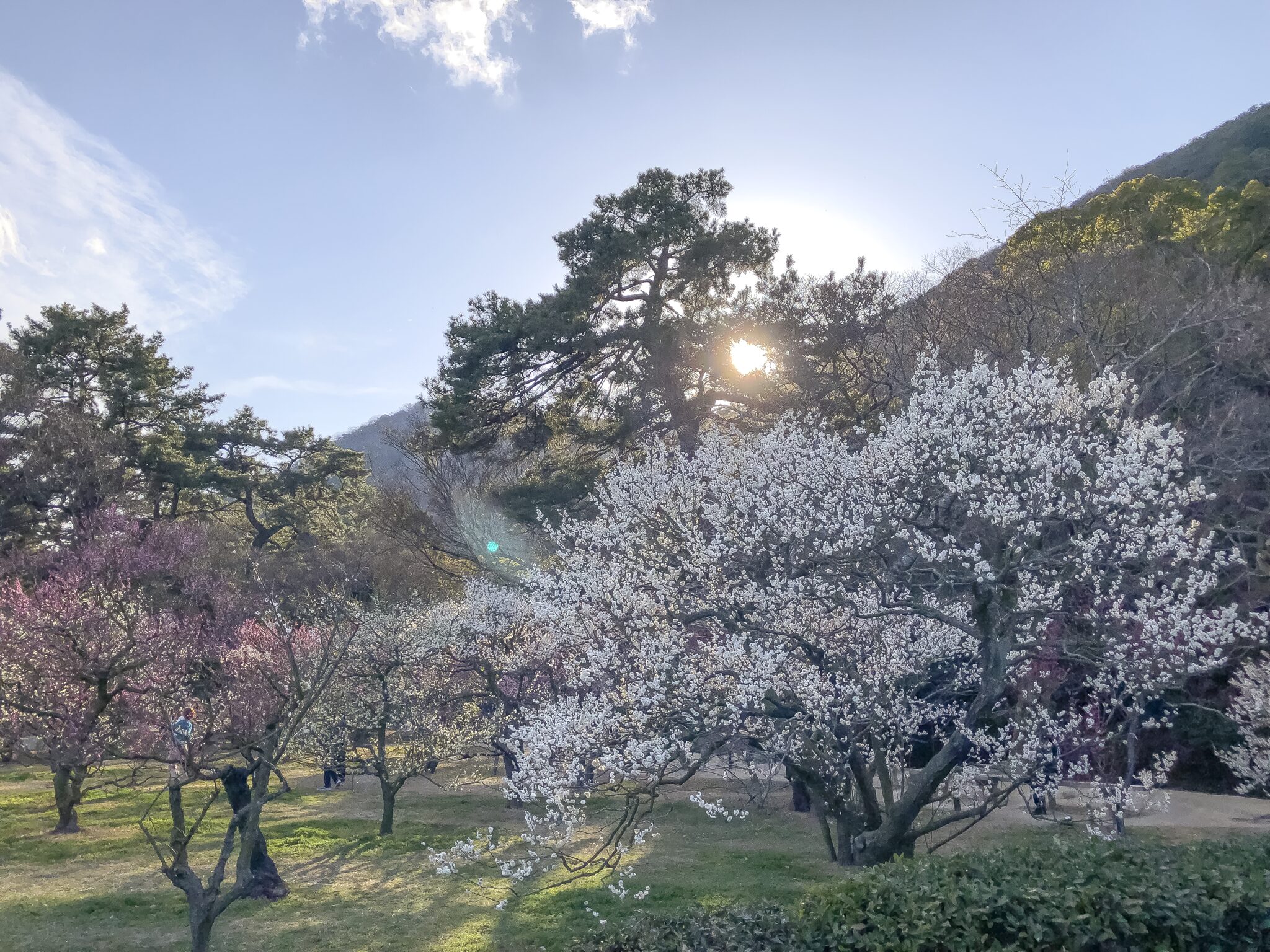 栗林公園 梅の風景1
