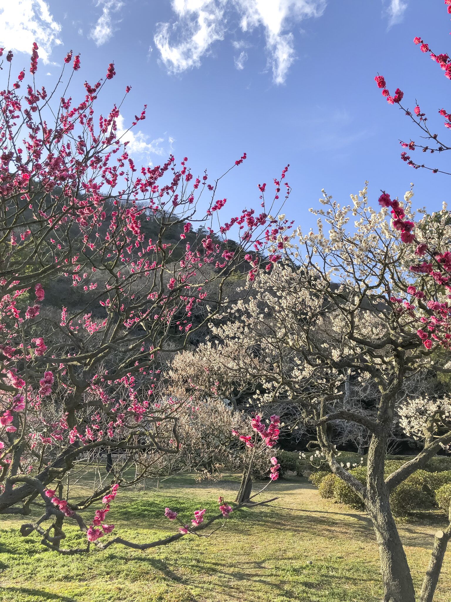 栗林公園 梅の花3