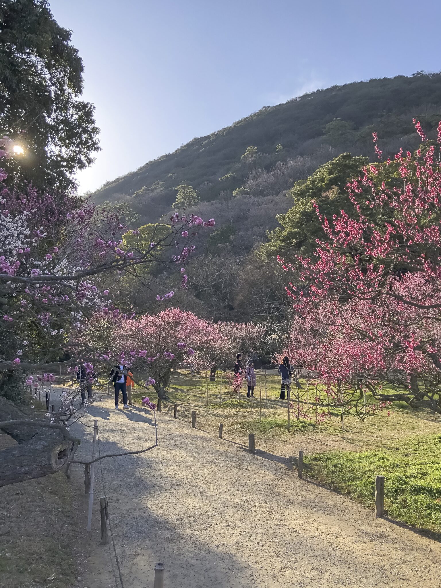 栗林公園 梅の風景7