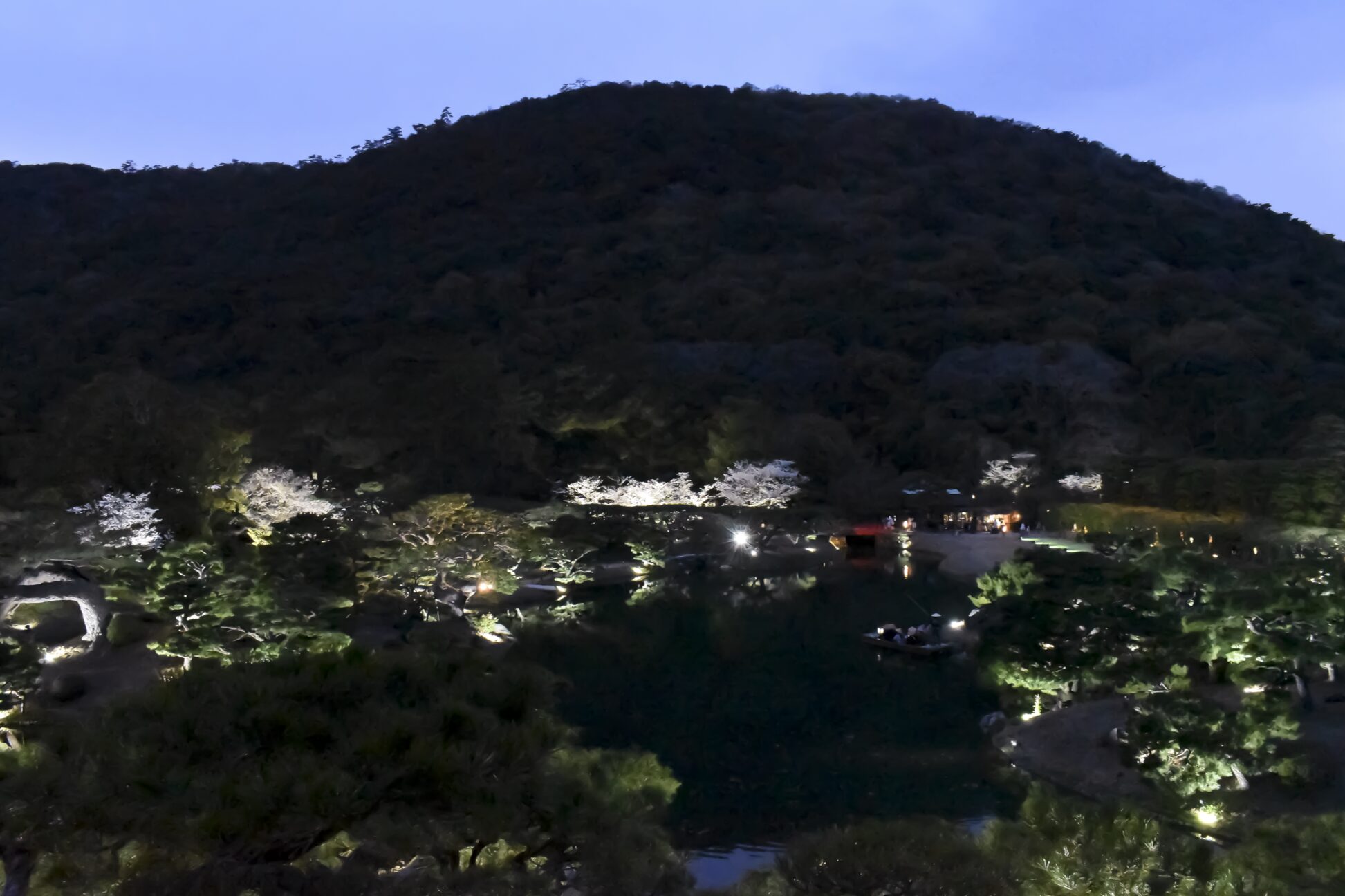 栗林公園 ライトアップされた松の木