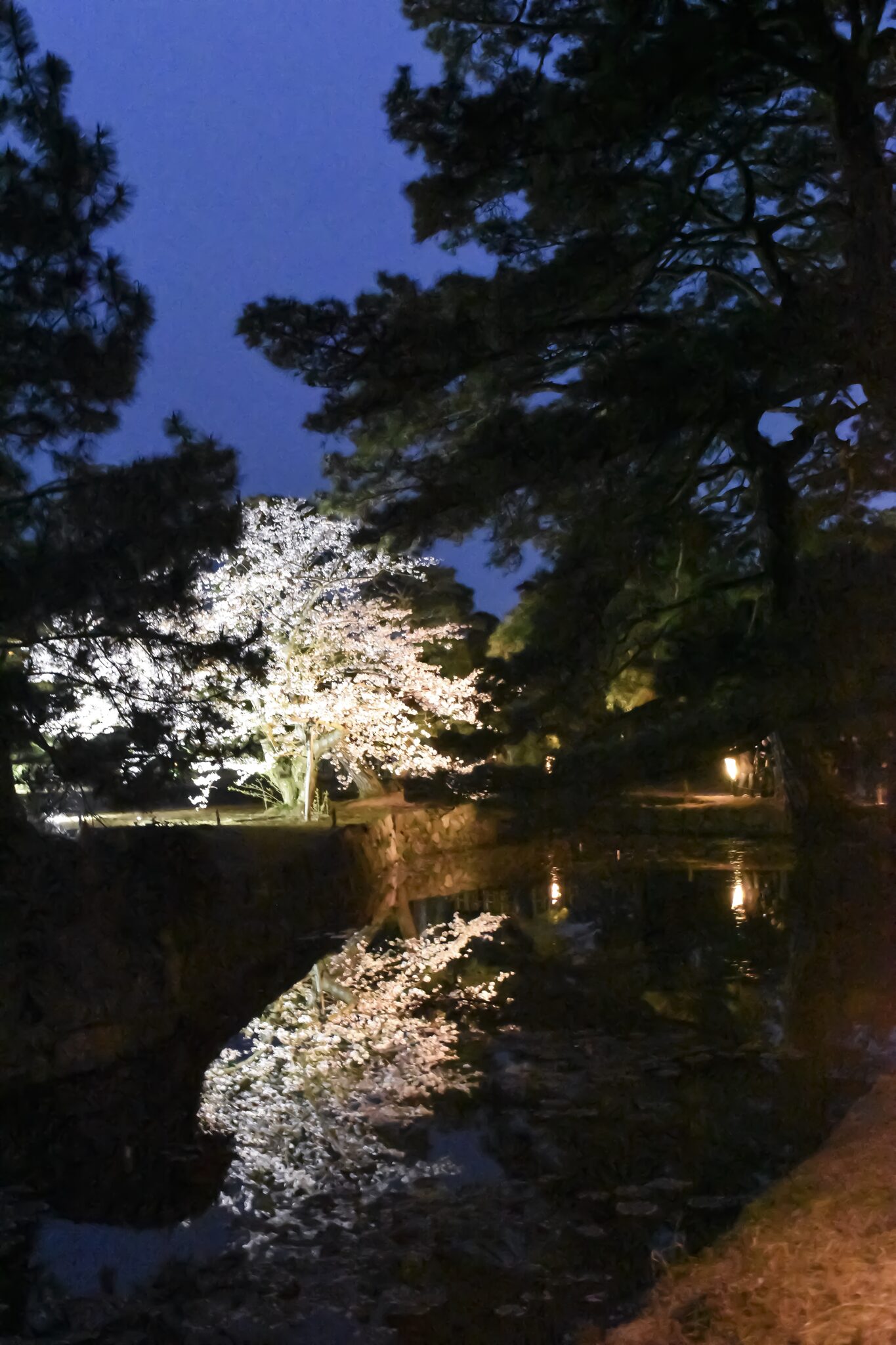 栗林公園 夜桜の風景5