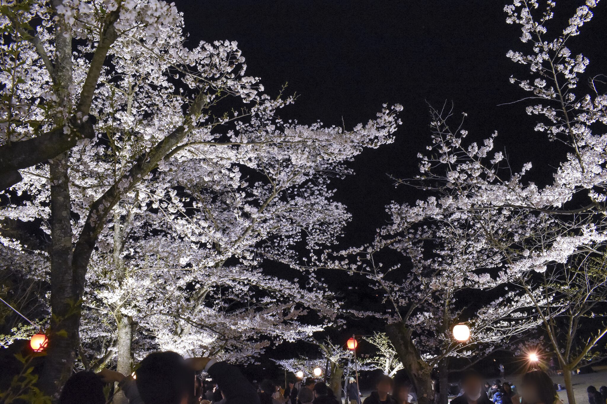 栗林公園 ライトアップされた桜