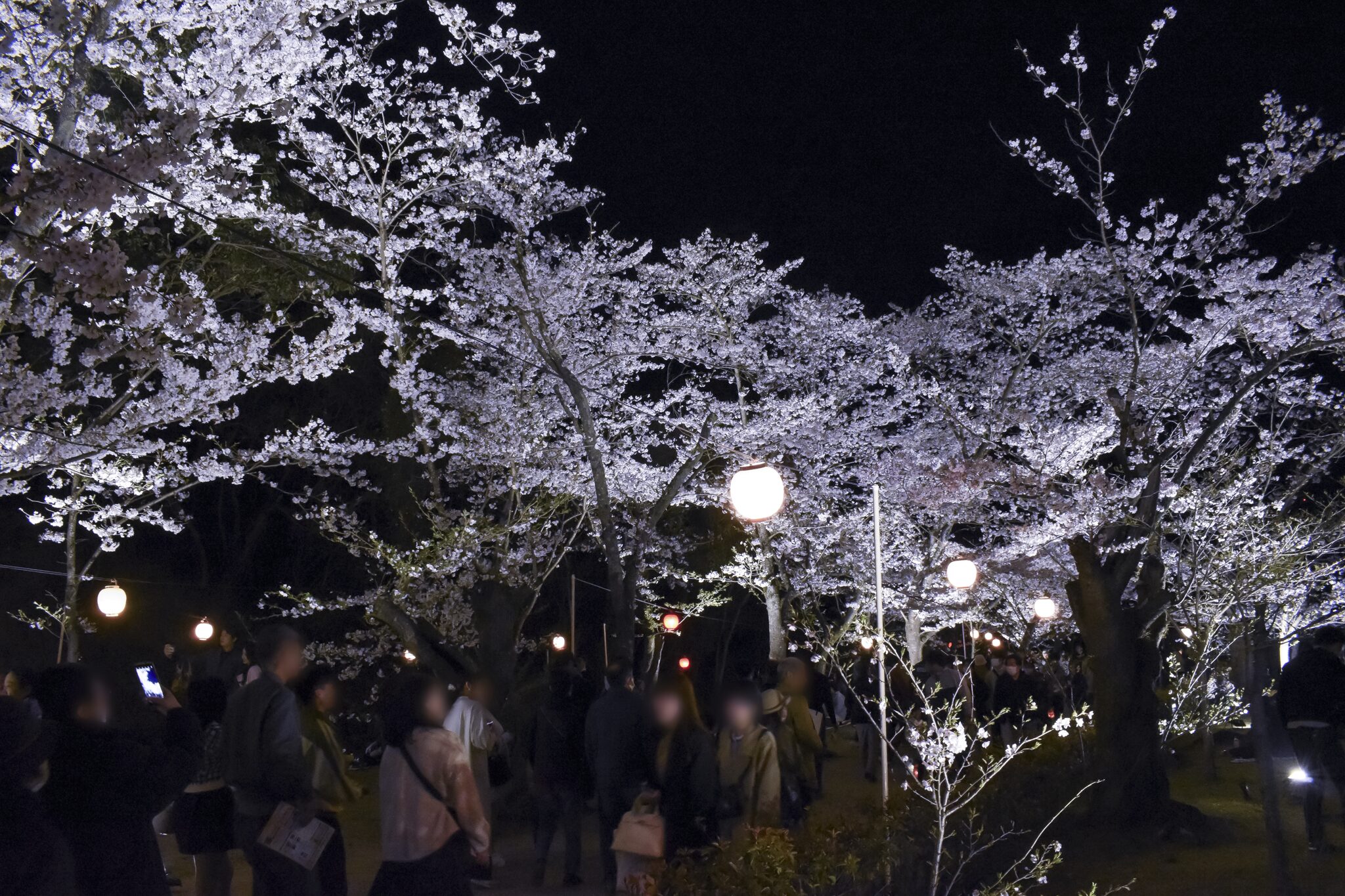 栗林公園 ライトアップされた桜を楽しむ人々