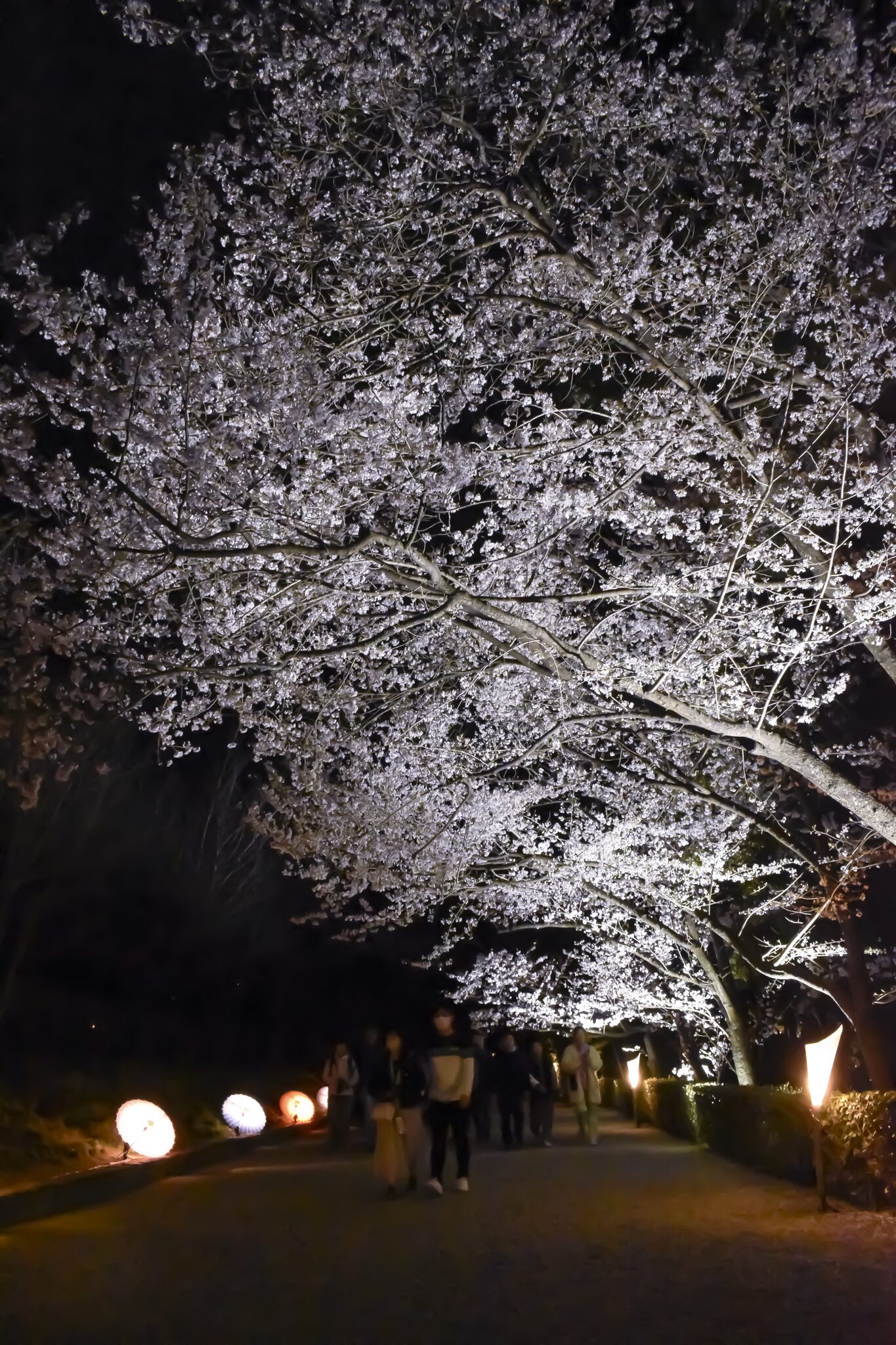 栗林公園 ライトアップされた和傘と桜馬場