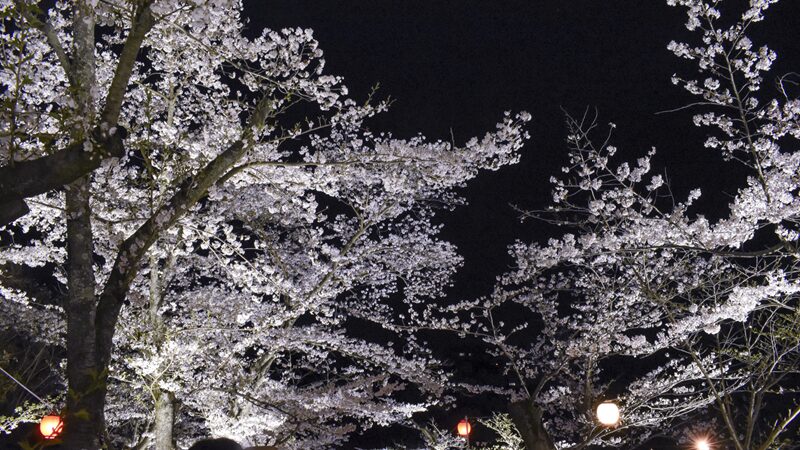 栗林公園 ライトアップ 2026｜夜桜と和船が織りなす幻想的な景色｜香川